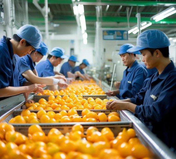 南丰蜜桔绿色食品生产技术规程，DB36/T 443-2005标准解析,南丰蜜桔绿色食品生产技术规程，DB36/T 443-2005标准解析,标准解读,技术规程,第1张