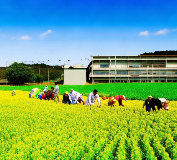 平凉市荞麦产业升级，DB62/T 1207-2004 绿色食品荞麦生产技术规程深度解析与应用,平凉市荞麦产业升级，DB62/T 1207-2004 绿色食品荞麦生产技术规程深度解析与应用,现代化,农业现代化,技术规程,第1张