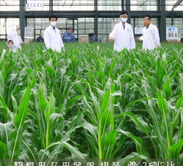 沿淮夏玉米高产栽培技术规程DB34/T 1080-2009 解析与应用研究综述,沿淮夏玉米高产栽培技术规程DB34/T 1080-2009 解析与应用研究综述,2,现代化,技术规范,第1张